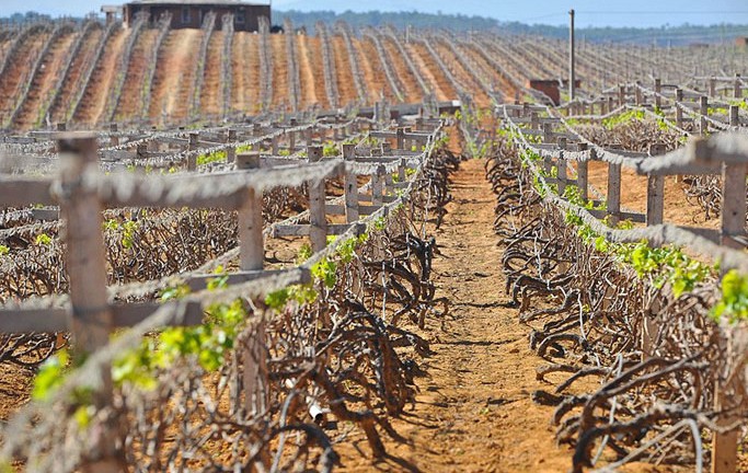 河北葡萄專用滴灌產品_管材欄目